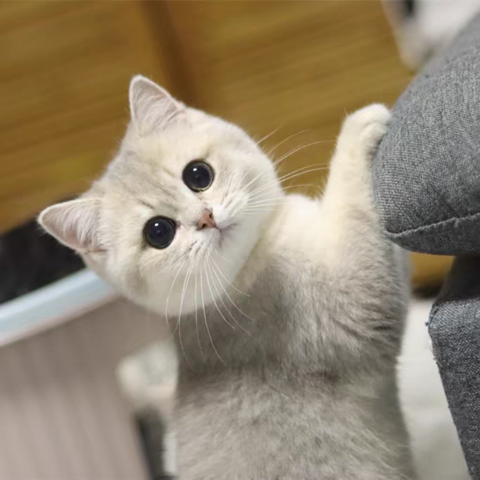 猫舍直销批发价格出售蓝金渐层